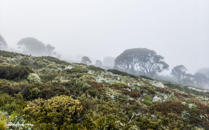 Australia's Highest Peaks Track - Foggy Morning