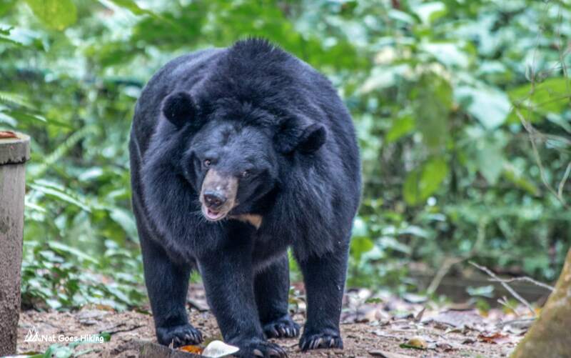 Bear Rescue Centre