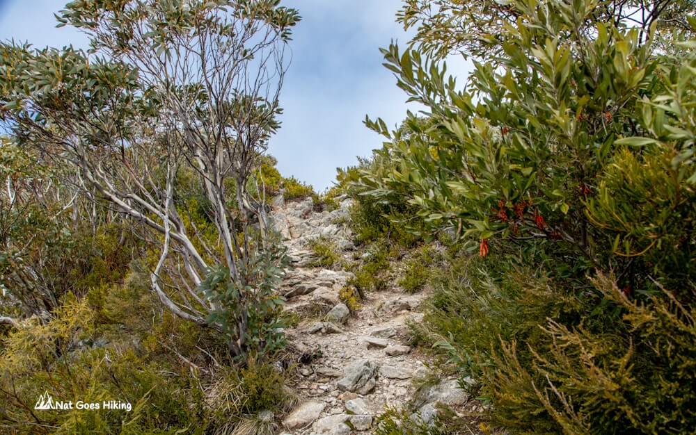 Mount Bogong Hike via Staircase Spur