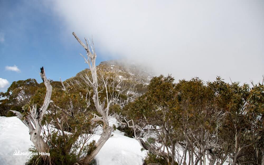 Mount Bogong Hike via Staircase Spur