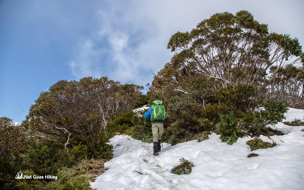 Mount Bogong Hike via Staircase Spur
