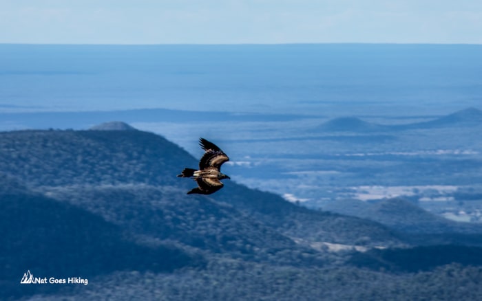 Wedge-tailed eagle
