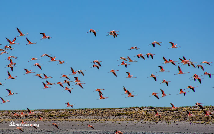 Huayñacota Lagoon with flamingos