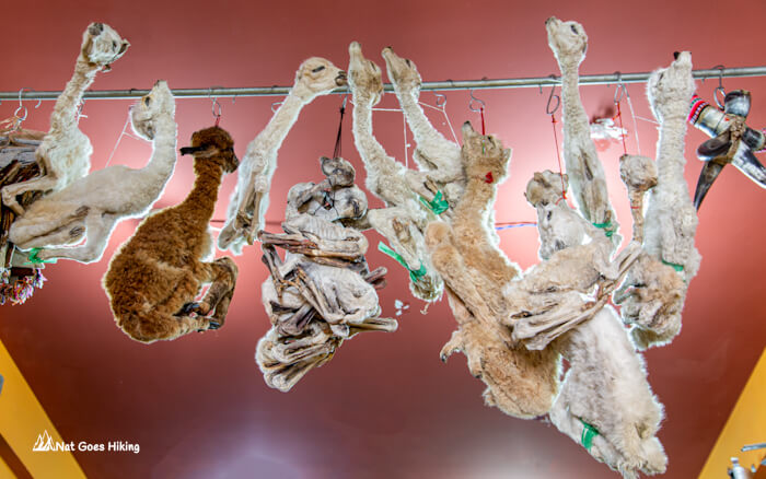 Visit Witches Market - Llama fetuses