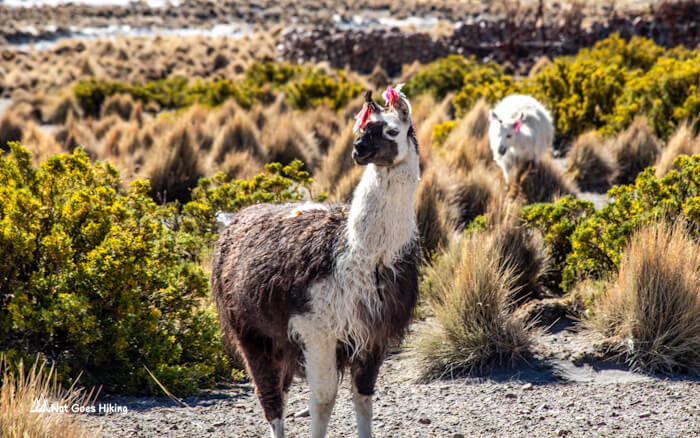Llama