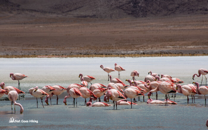 Salar De Uyuni Flamingos