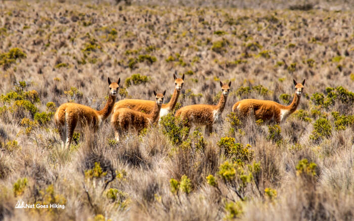 Vicuna