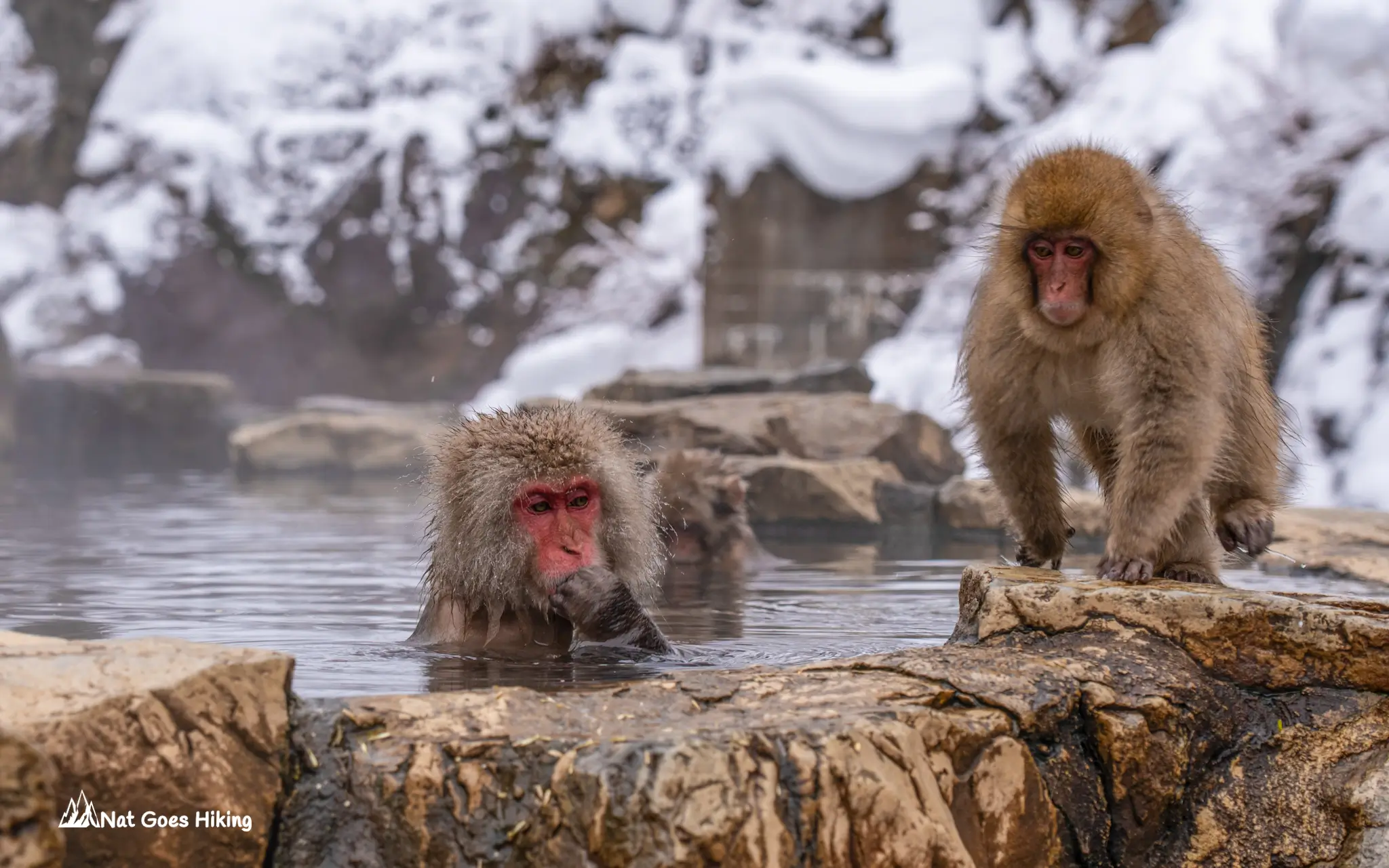 Jigokudani Snow Monkey Park
