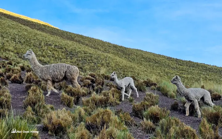 Layo alpacas