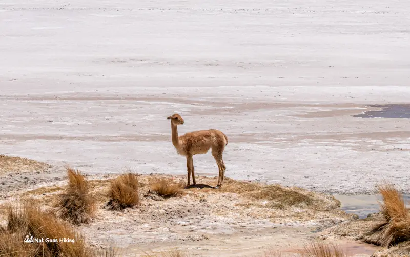 Top Things to Do in Bolivia