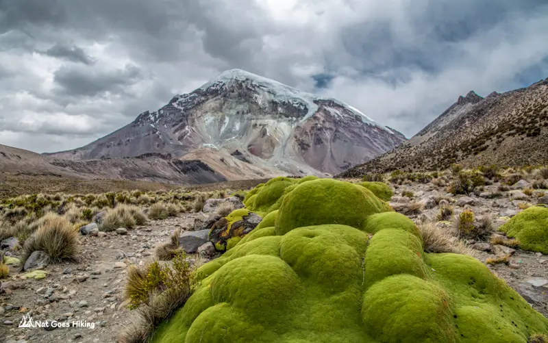 Sajama National Park