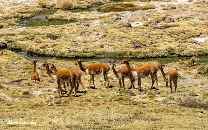 What to do in Bolivia