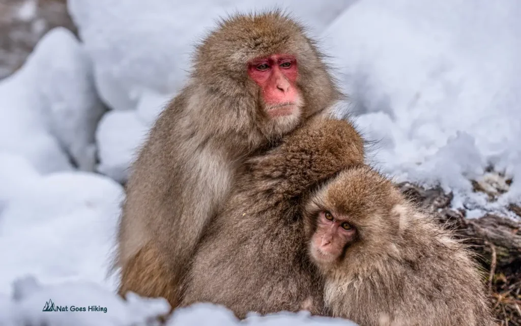 Japanese Snow Monkeys in Jigokudani Monkey Park