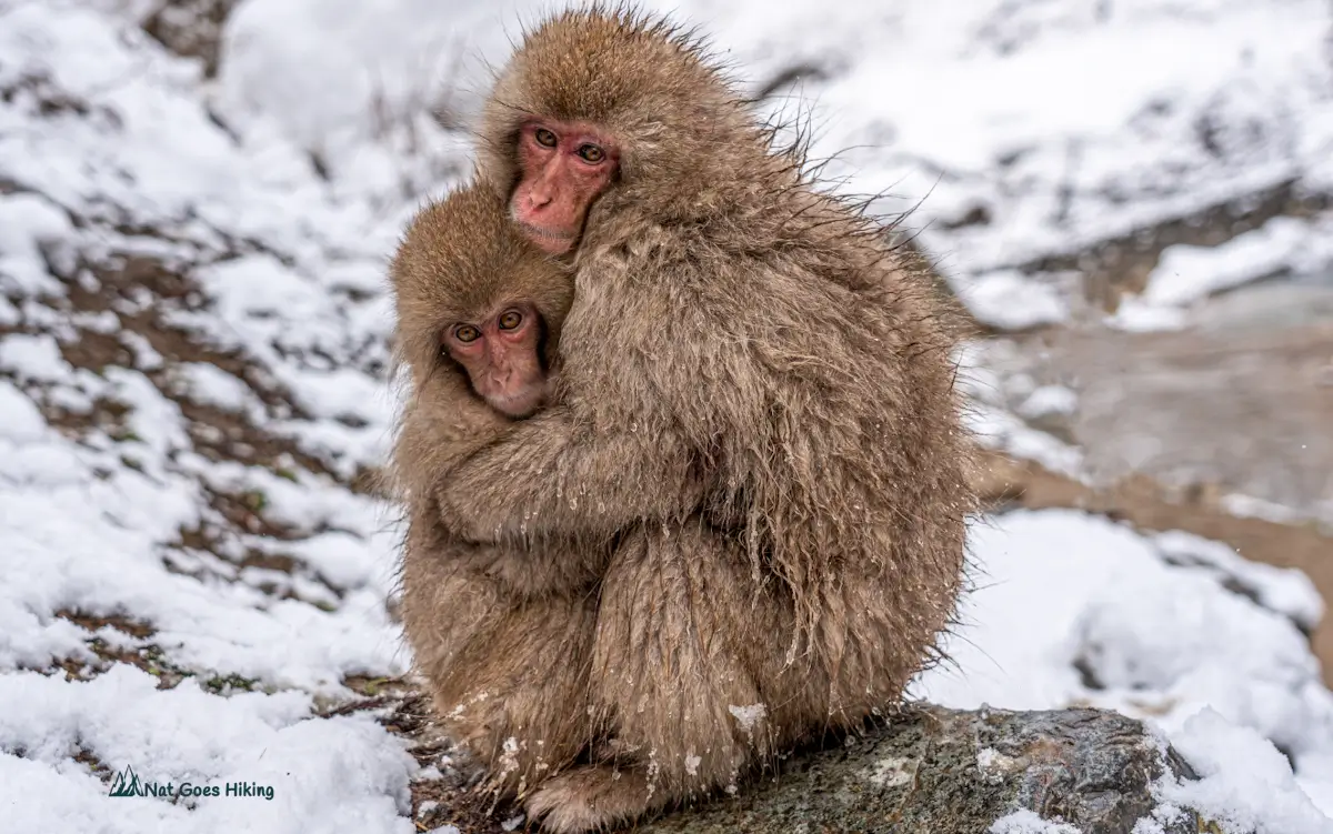 Japanese Snow Monkeys in Jigokudani Monkey Park