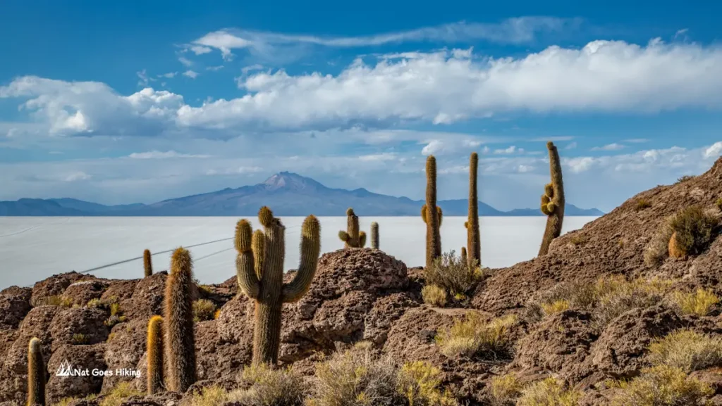 Salar de Uyuni - Isla Incahuasi