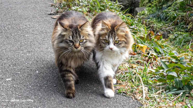 Tashirojima Island Cat Island Guide