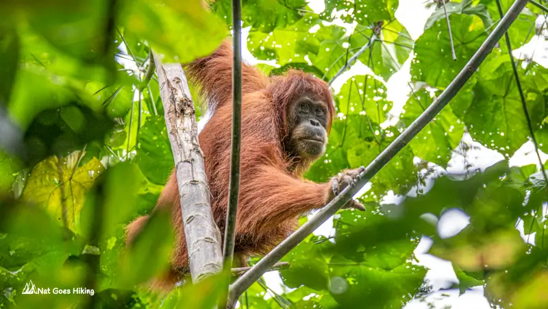 Ketambe Orangutans