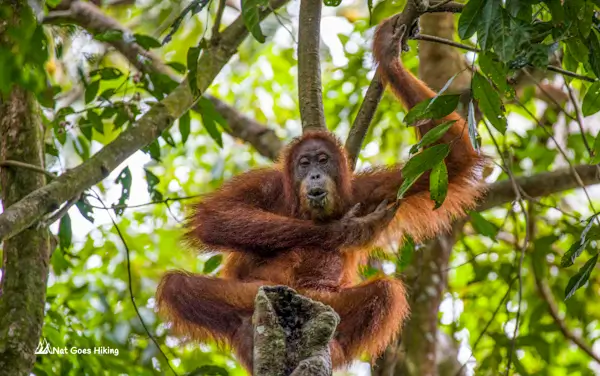 Orangutan in Bukit Lawang