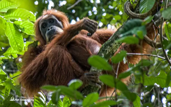 Ketambe orangutan jungle trek