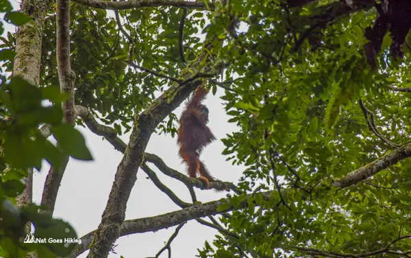 Ketambe orangutan jungle trek