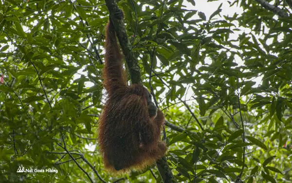Wild orangutan in Ketambe, Sumatra