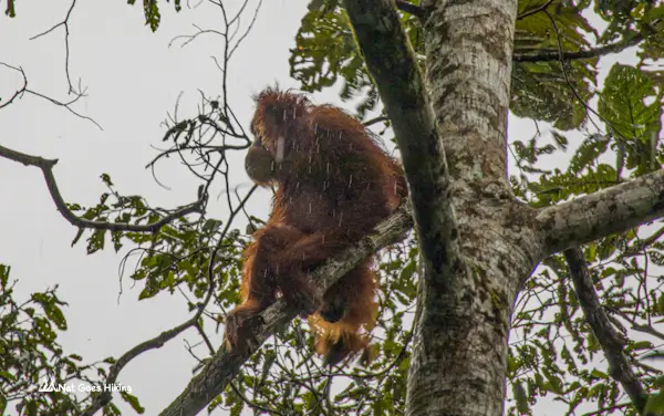 Wild orangutan in Ketambe, Sumatra