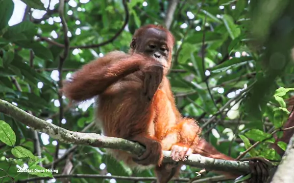 Ketambe orangutan jungle trek