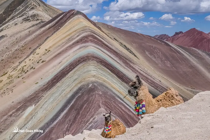 Llamas Vinicunca Rainbow Mountain Peru