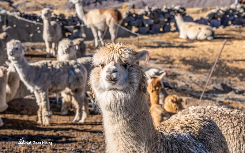 Ausangate 7 Lakes Hike - Alpacas