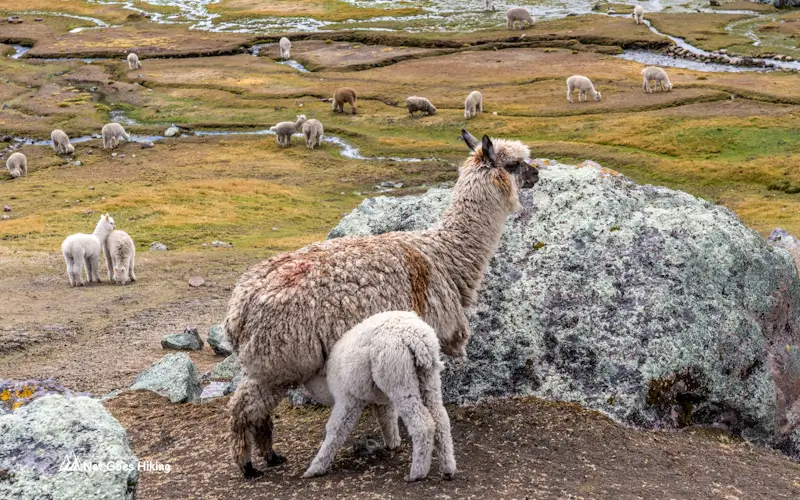 Ausangate 7 Lakes Hike - Alpacas