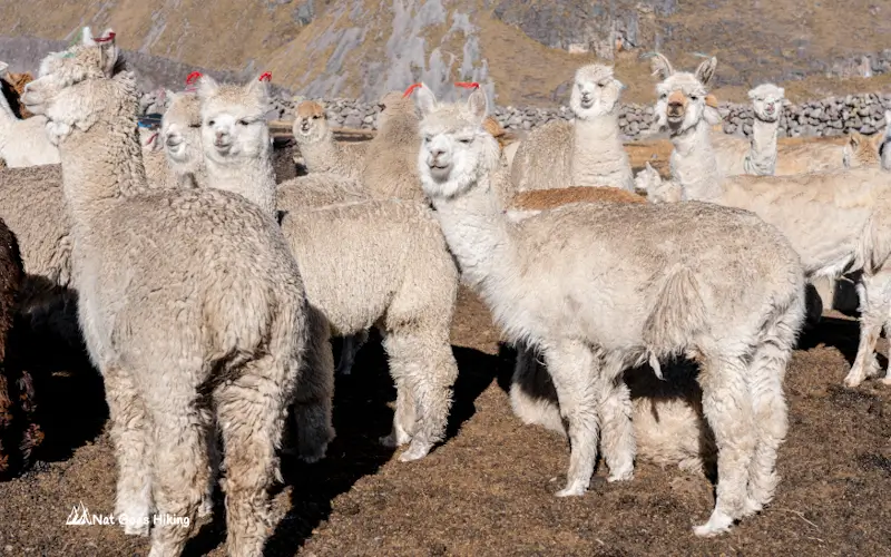 Ausangate 7 Lakes Hike - Alpacas