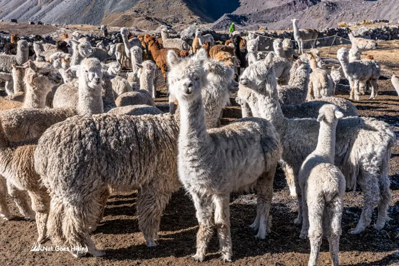 Alpacas