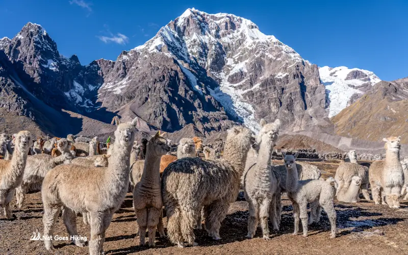 Alpacas