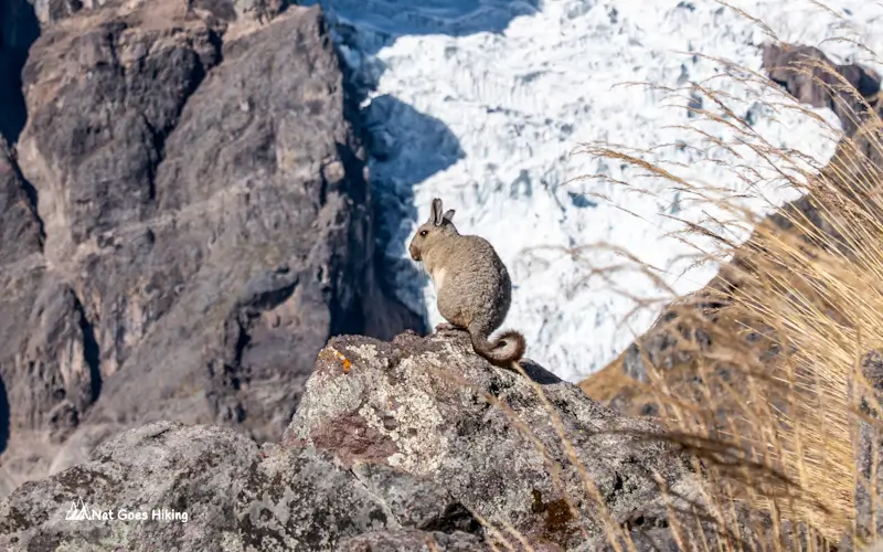 Ausangate 7 Lakes - Viscacha