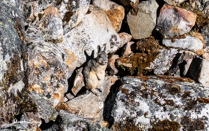 Viscacha on Mini Huayhuash trek