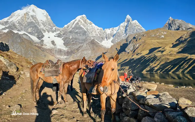 Huayhuash trek - Laguna Carhuacocha Camp, Peru