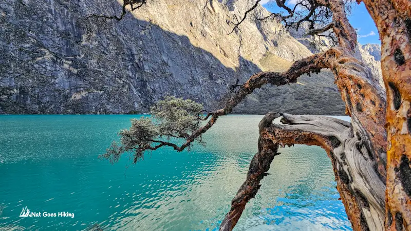 Laguna Llanganuco and queuña tree, Laguna 69 in Huascarán National Park, Peru