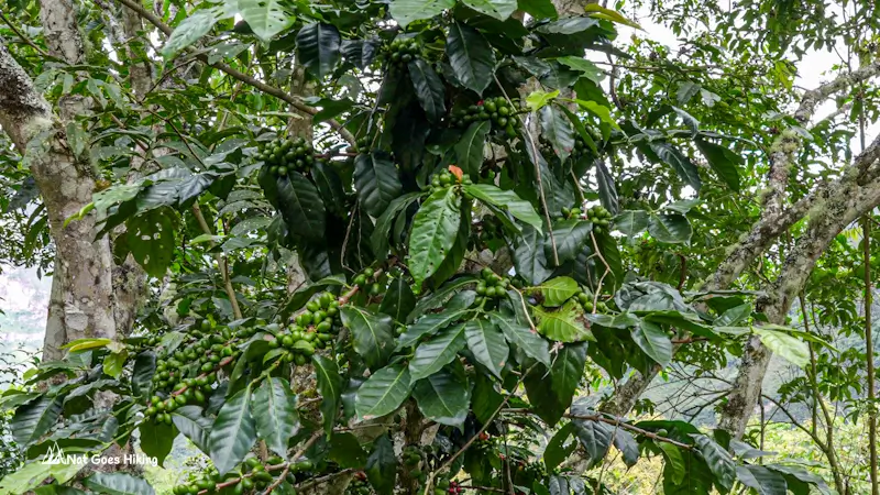 Coffee tree along the Gocta Waterfall Hike