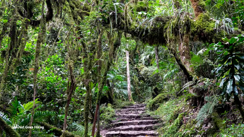 Gocta Waterfall Hike through cloud forest