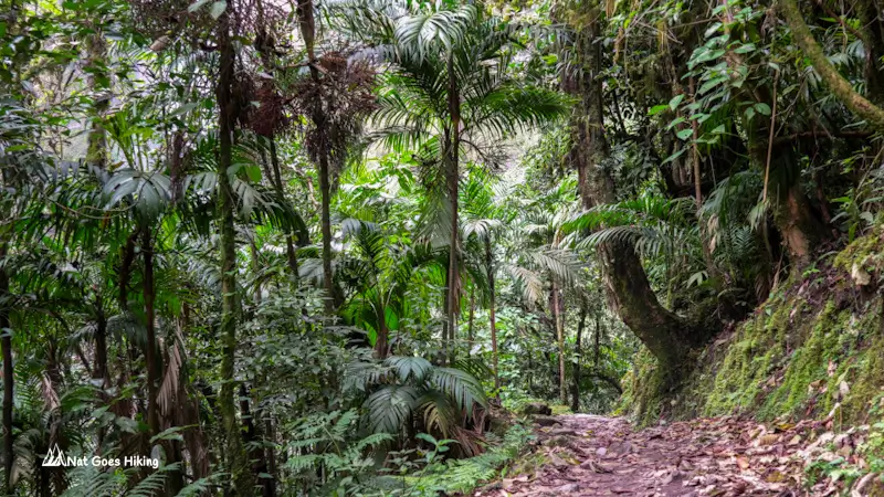 Gocta Falls Hike through cloud forest