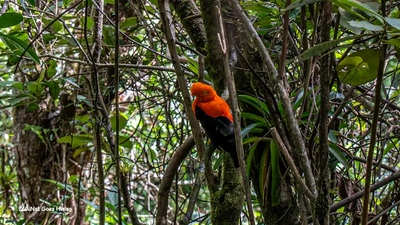 Gocta Waterfall Hike - Andean cock-of-the-rock