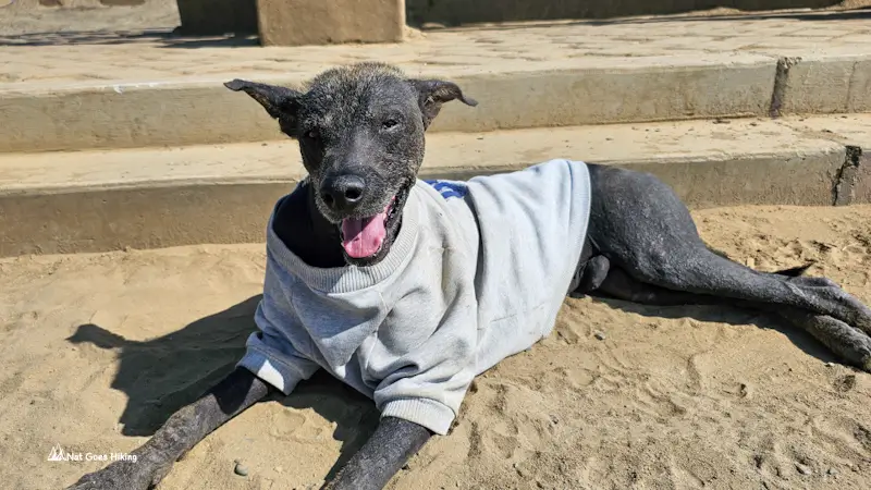 Peruvian hairless dog wearing a sweater near Chan Chan