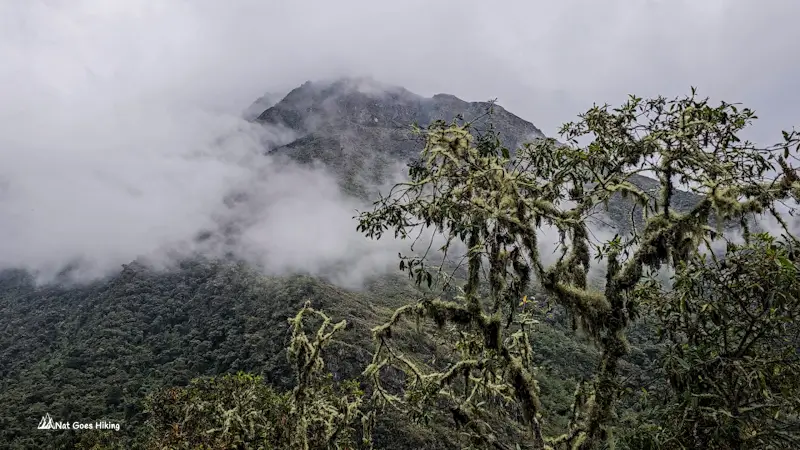 Moss-covered tree in the foreground with a forested peak rising out of cloud on the El Choro Trek