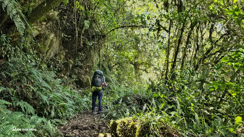 Hiker with a backpack walking a narrow trail through dense ferns and mossy trees in the cloud forest on the El Choro Trek