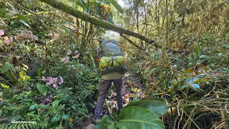 Hiker with a backpack on an overgrown forest trail with ferns, pink flowers and a mossy fallen log on the El Choro Trek