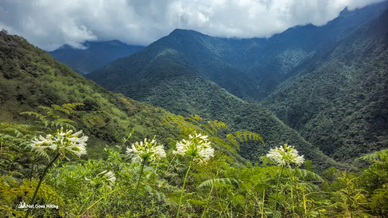 White flowers in the foreground with green forested mountain ridges rolling into cloud on the El Choro Trek