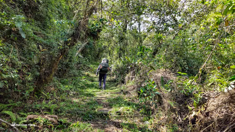 Hiker with a backpack walking a shaded trail through cloud forest on the El Choro Trek